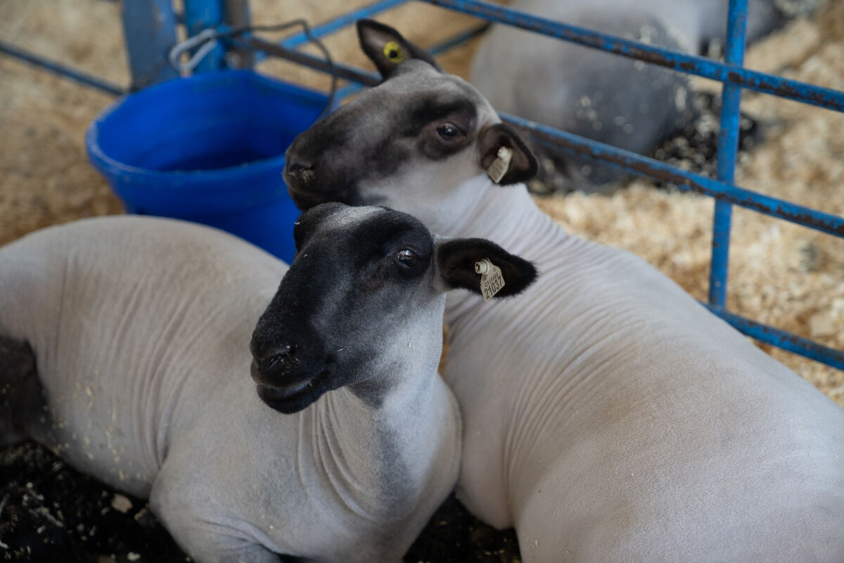 San Mateo County Fair 4-H